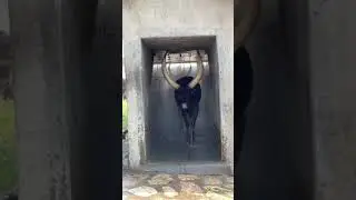 Bull WhatsApp status