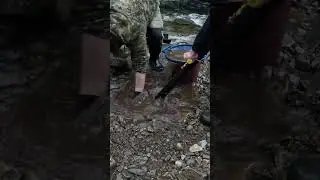 Highlands Gold Prospecting #scotland #highlands #prospecting #goldpanning