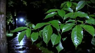 Zen Rainfall & Alpha Brain Waves | Tranquil Leaf Sounds for Relaxation & Presence