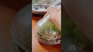 Mossy Kiss - tree moss terrarium in a Hershey Kiss glass. 💜 #terrariumdesign #terrariumart #moss