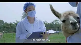 AlpVHHs  provide VHH / sdAb) pre-discovery CRO services and  nanobody products