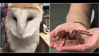 Watch my barn owl explode of happiness @ the AnimalZ convention