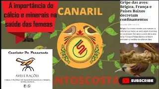 A importância do cálcio e outros minerais na saúde das femeas e surtos de gripe aviária na Europa