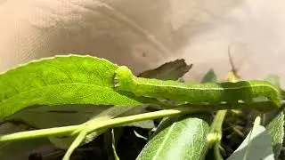 Herald moth caterpillar munching on leaf