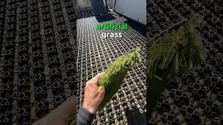 Pet installation is what makes a real pet &ldquo;turf&rdquo; #shorts