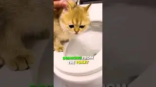 Кошка отказывается пить воду?
