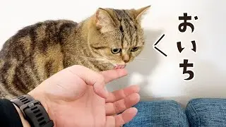 指に取ったとろりっちをペロペロ…お留守番ご褒美に大喜びの猫がこちら #790【生後2年と147日目 スコティッシュフォールド】