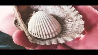 Mirage Island Resort 4D3N 海島旅遊