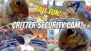 Bird & Critter Spy Cam | Backyard Wildlife at the Feeder 🐦🦝