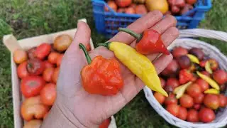 Oстрый перец  Red cup mushroom,  Lemon drop, Purple ufo, Ornamental shu, Zimbabwe black.