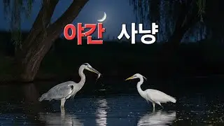 낮엔 안 잡혀 밤에 ㅣ 왜가리와 백로의  야간 먹이 사냥.