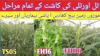 Sesame farming Guide: From sowing to Harvest| Complete Sesame Cultivation Process .KISAN DHARTI