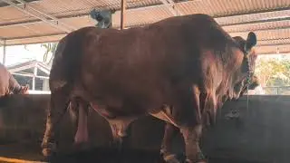 markas Saputra Farm Bruno sapi terbesar Indonesia juara kontes appsi Tulung agung