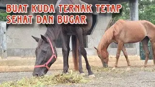 Aktivitas Penting Di Peternakan Kuda ‼️ Tips Jaga Kuda Agar Tetap Sehat dan Bugar