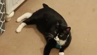 My cat nibbles and praise ye the Lord All ye lands for he is worthy to be praised