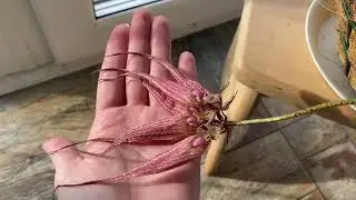 Bulbophyllum elizabeth ann buckleberry fcc