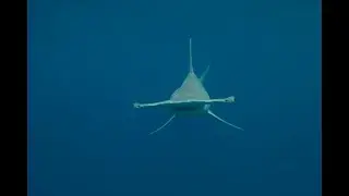 Как происходит кормление гигантских акул-молот (Great hammerhead) &mdash; Sphyrna mokarran у о. Бимини ?