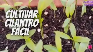Never Grow Cilantro Without Knowing This First. Step-by-Step Growing.