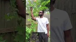 Pomegranate Tree Lesson 🌳