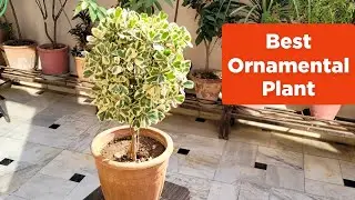 Best ornamental plant / Ficus triangularis care