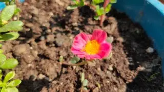Portulaca Grandiflora - Table Rose Collection #portulaca