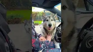 Не пускаю Водителя за руль 😅