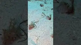Sygnathous pipefish baby
