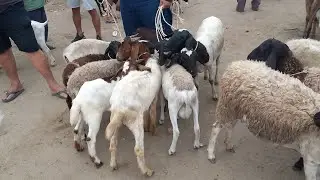 Animal Fair in Campina Grande-PB, Last One of 2025