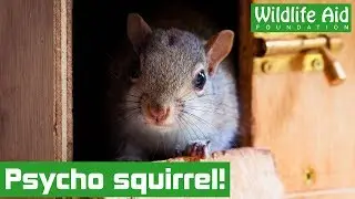 SQUIRREL runs riot in the house!