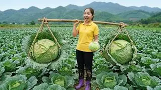 Harvesting 1000+Kg Fresh Cabbage Goes To Market Sell, Traditional Pickled Cabbage Recipe For Winter