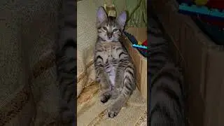 little meowie #lovescat