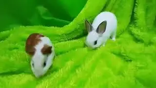 Rescue Rabbits Build Hobbit House For Rabbit Shelter Part 3 #cutebunny #resque #rabbits