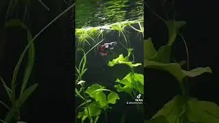 Guppy Red Dragon #guppy #reddragon #red #dragon #slowmotion #fishtube #shorts
