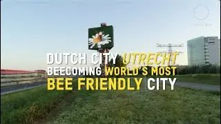Is Utrecht the world's Most Bee Friendly City?