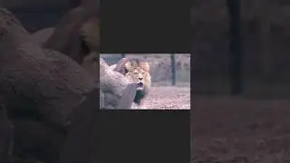 Different types of lions and info. #short #viral #animallife