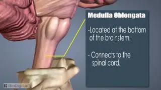 Midbrain, pons medulla Introduction - basic animation