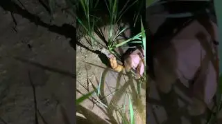 Ловля угря ночью (часть 29)