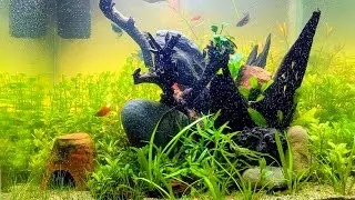 After adding background led || Aquarium DiY light || easy planted aquarium 🌱