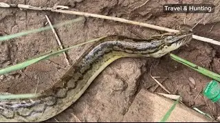 Bam fish || Hook fishing in river || fishing in Pakistan ||