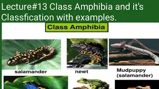 Class Amphibia and it's Classfication with examples. Bsc Zoology/Fsc Biology in Urdu/Hindi ,Chordata
