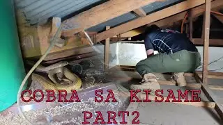 COBRA SA KISAME AT ISANG MAG SASAKA ANG NAKAGAT PAT@Y#cobraprince 