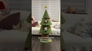 Found the cutest christmas tree for my cats🎄❤️ #cat #christmas