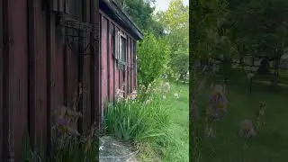 I could sit and listen to the birds all morning (& day) 🥰🕊️🎶