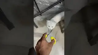 Meo cat food | billo rani ke maje hi maje #shorts