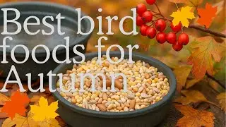 Best bird food for autumn essential options to keep birds hydrated and energised