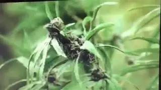 Kush The Banquet Weed Cowboy Commercial # 1  420