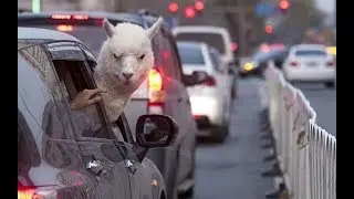 CRAZY LLAMA IN CAR