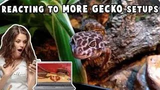 Reacting To More SUBSCRIBER Reptile Setups! #2
