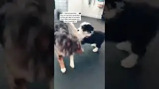 3 Training Tips for BERNEDOODLES🐶