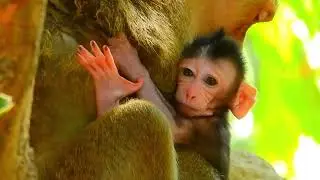 Cutest Time-Lapse EVER! Baby Monkey's First Year of Growth